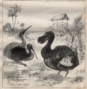 Fugle, der forsvinder: dodo (eller dronte) og apteryx (eller kiwi kiwi) - Indgravering i "" La Science francaise"" af Unknown artist