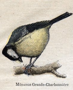 Fugle nyttige til landbrug: Big Chickadee - Kul af Unknown artist