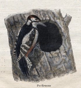 Fugle nyttige til landbrug: Spætte af Unknown artist