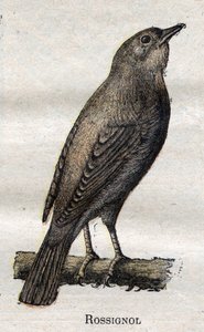 Fugle nyttige til landbruget: Nattergal af Unknown artist