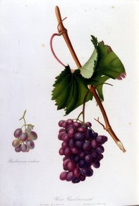 Sorte druer. 1800-tals gravering. af Unknown artist