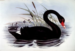 Sort svane (cygnus atratus) - fra J. Gould