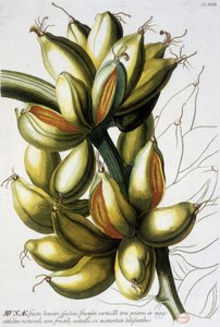 Botanische Tafel: Bananen. n.d. 19. Jahrhundert