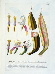 Botanisk bord: blomster og bananskæring. n.d. 19. århundrede. af Unknown artist