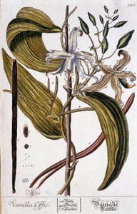 Botanisk bord af vanilje (vaniljeoffic) - 1800-tallet af Unknown artist