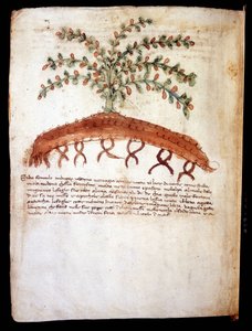 Botanisk tavle, der repræsenterer græsset "" feniculo maggiore "". Rimini kommunale bibliotek af Unknown artist