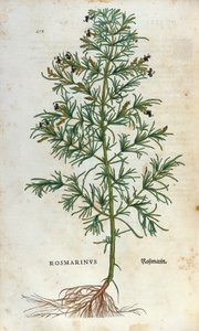 Botanisk tavle: rosmarin (rosmarinus). Herbarium of Lheonard Fuchs, "" Historia Stirpium"", Bale af Unknown artist
