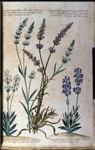 Botanisk bord: ægte lavendel (Lavandula angustifolia) og skylavendel (Lavandula latifolia). af Unknown artist