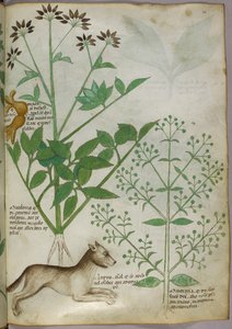 Botanisk illustration af en plante og en ulv. af Unknown artist