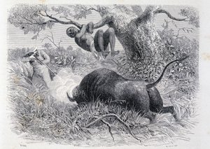 Kaptajn Speke jager bøfler - i "" Tour du Monde"" af Unknown artist
