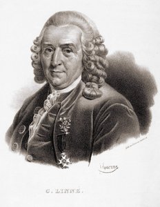 Carl Von Linné svensk naturforsker og forfatter (1707 - 1778). af Unknown artist