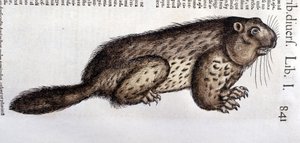 Castor - i "Historia Animalium"" af Conrad Gesner (1516 - 1565), Tiguri af Unknown artist