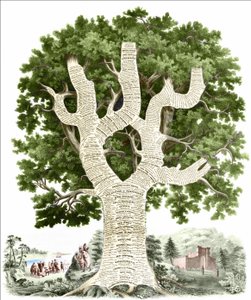 Kronologisk diagram over amerikansk historie dedikeret til befolkningen i USA af udgiveren. Stik v. 1881. af Unknown artist