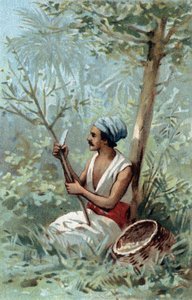 Kanelskal en Ceylon. Kromolitografi i slutningen af det 19. århundrede. af Unknown artist