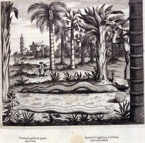 Cobra og giftig slange fra Indien. "De China Monumenta" af Athanasius Kircher (1601 - 1680), jesuit, orientalist og tysk lærd, Amsterdam 1667. af Unknown artist