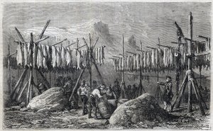Torsketørring i Fiskerness i Grønland - Torsketørring i Fiskerness i Grønland Indgravering fra “” Det Illustrerende Univers”” 1866 af Unknown artist
