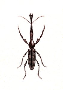 Coleoptera: Brenthus Temminchii af Unknown artist
