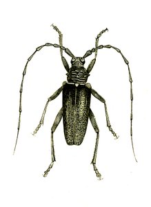 Coleoptera: Cerambyx heros af Unknown artist