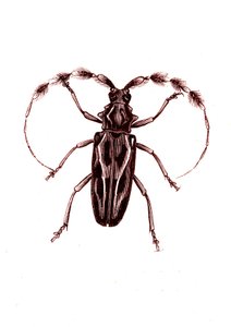 Coleoptera: Lophocerus barbatus af Unknown artist