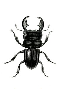 Coleoptera: Odontolarius giganteus af Unknown artist