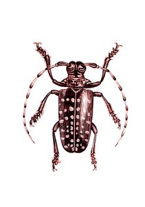 Coleoptera: Ophoptera Tollii af Unknown artist