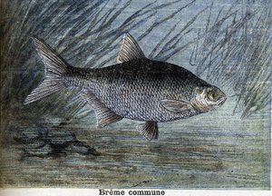Almindelig Breme. Stik fra 1897 af Unknown artist