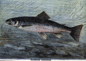 Almindelig laks. Stik fra 1897 af Unknown artist