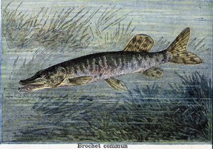 Almindelig gedde. Stik fra 1897 af Unknown artist
