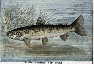 Gemeine Forelle. Gravur von 1897