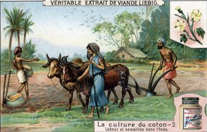 Bomuldsdyrkning: pløjning og såning i Indien. Kromolitografi, Liebig-billede. af Unknown artist