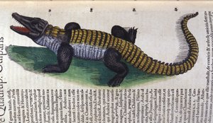 Krokodille i Historia Animalium af Conrad Gesner (1516 - 1565), Tiguri af Unknown artist