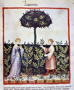 Dyrkning af lægeplante: høst af lakrids (træ eller rod). Belysning fra malkning af medicin og diætetik "" Tacuinum sanitatis"" af Unknown artist