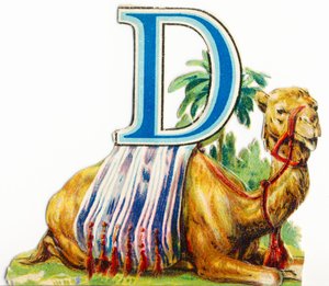D: Dromedar af Unknown artist
