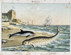 Dauphin og Narval (eller Narhwal), en hval - i "" Natural Stories of Pattedyr"", red. Schreiber af Unknown artist