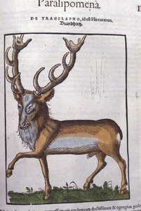 Hjort efter Historia animalium af Konrad Gesner, Tiguri af Unknown artist