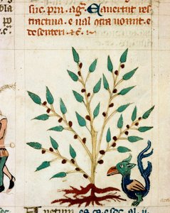 Beskrivelse af et fantastisk træ og dyr. Miniature taget fra et provencalsk manuskript af typen "" Dis des philosophes"" (MS Palat. 586) 1300-tallets Biblioteca Nazionale Florence af Unknown artist