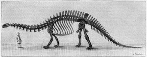 Dinosaurskelet: "" Brontosaurus excelsus "", marts. Upper Jurassic of the Rocky Mountains. Gengivelse af tegningen meddelt af Mr. March til Albert Gaudry fra Instituttet. Indgravering i "" La Nature: revue des sciences et de leurs applications aux af Unknown artist