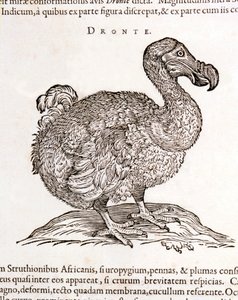 Dodo eller Dronte. Fugl forsvandt - i "On India both natural and medical"" af William Pison, Amsterdam af Unknown artist