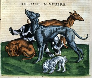 Hunde fra Historia Animalium af Conrad Gesner, Tiguri 1560. Biblioteca nazionale Braidense. Milano af Unknown artist