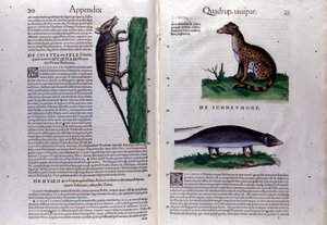 Dobbeltside af Historia Animalium af Conrad Gesner (1516 - 1565), Tiguri af Unknown artist