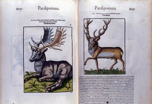Dobbeltsidet hjorte i Historia Animalium af Conrad Gesner (1516 - 1565), Tiguri af Unknown artist