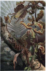 Draco volans, variation af trælevende lezard - Draco (slægt) (flyvende drager) - gravering fra "" Brehms Dyreliv"" af Alfred Edmund Brehm (1829-1884) af Unknown artist