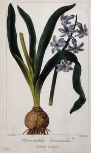 Østlig hyacint (Hyacinthus Orientalia) Botanisk bord af asiatiske planter fra det 19. århundrede. af Unknown artist