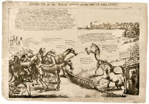 Auswirkungen der Eisenbahn auf die Tierwelt Nr. 2