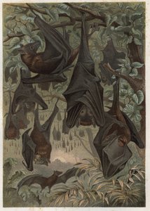 Egyptisk frugtflagermus eller egyptisk rousette (Rousettus aegyptiacus) - gravering fra "" Brehms Dyreliv"" af Alfred Edmund Brehm (1829-1884) af Unknown artist