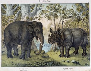 Elefant og næsehorn - i "" Naturhistorier om pattedyr", red. Schreiber, München af Unknown artist