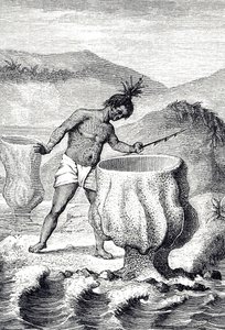 Gravering af en række forskellige svampe kaldet Neptuns Pokal (Thalassema Neptune) af Unknown artist