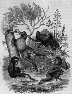 Gravering, der repræsenterer Gibbons Hoolock fra Indien. af Unknown artist