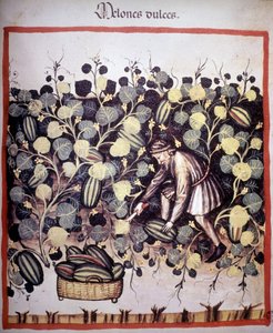 Gravering, der repræsenterer samlingen af meloner fra "Tacuinum Sanitatis". B.N., Wien. af Unknown artist