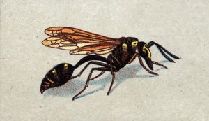 Entomologi: repræsentation af en arquee guepe, serie om insekter, begyndelsen af det 20. århundrede (chromo) af Unknown Artist